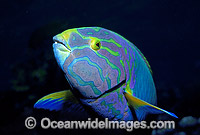 Sunset Wrasse (Thalassoma lutescens). Also known as Yellow Moon Wrasse. Great Barrier Reef, Queensland, Australia