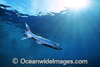 Great Barracuda (Sphyraena barracuda). Great Barrier Reef, Queensland, Australia. Potentially dangerous.