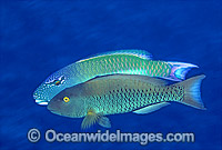Red-speckled Parrotfish (Cetoscarus bicolor) - male courting female. Also known as Two-colour Parrotfish. Great Barrier Reef, Queensland, Australia