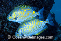 Lined Rabbitfish (Siganus lineatus). Also known as Golden-lined Spinefoot. Great Barrier Reef, Queensland, Australia
