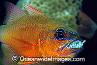 Ring-tailed Cardinalfish (Apogon fleurieu) - male brooding eggs in mouth. Great Barrier Reef, Queensland, Australia
