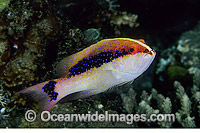 Coronation Trout (Variola louti) - juvenile. Also known as Lyretail Cod. Indo-Pacific