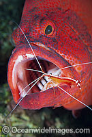 Cleaner Shrimp (Lysmata amboinensis), cleaning inside the mouth and gills of a Tomato Grouper (Cephalopholis sonnerati), also known as Tomato Rock Cod. Found throughout the Indo-West Pacific, including Great Barrier Reef, Australia.