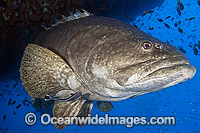 Queensland Groper (Epinephelus lanceolatus), size: 220cm. Also known as Queensland Grouper and Giant Grouper. Throughout Indo-West Pacific. Photo taken on SS Yongala shipwreck, Great Barrier Reef, Qld, Australia. Classified Vulnerable on IUCN Red List.