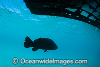 Queensland Groper (Epinephelus lanceolatus), resting under a boat. Also known as Queensland Grouper and Giant Grouper. Great Barrier Reef, Queensland, Australia. Classified Vulnerable on the IUCN Red List.