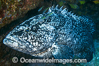 Black Cod (Epinephelus daemelii). Also known as Saddletail Grouper & Black Rock-cod. Found in Sth-east Australia, Sth Qld to Mallacoota, Vic. Norfolk Island, Elizabeth and Middleton Reefs, Lord Howe Island, to Nth NZ. Solitary Islands, NSW, Australia.