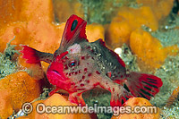 Red Handfish (Thymichthys politus). Endemic to the shallow estuaries of Tasmania, Australia. Photo taken on the Tasman Peninsula. Classified as Critically Endangered on the IUCN Red List.