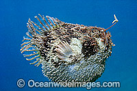 Tasselled Anglerfish (Rhycherus filamentosus) with fishing rod extended and Worm-like lure displayed. Port Phillip Bay, Victoria, Australia