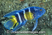 Eastern Blue Devilfish (Paraplesiops bleekeri). Coffs Harbour, New South Wales, Australia