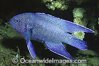 Southern Blue Devil (Paraplesiops meleagris). Found in coastal and off-shore rocky reefs in caves and crevices throughout southern WA, SA and Vic, Australia