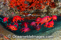 Crimson Soldierfish (Myripristis murdjan). Found throughout the Indo-West Pacific, including the Great Barrier Reef, Australia. Photo taken at Christmas Island, Australia.