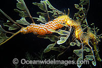 Leafy Seadragon (Phycodurus eques) - male with eggs attached to underside of tail. Fleurieu Peninsula, South Australia. Endemic to Australia.