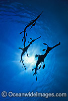 Weedy Seadragon (Phyllopteryx taeniolatus) - trio silhouetted against surface water. Port Phillip Bay, Victoria, Australia
