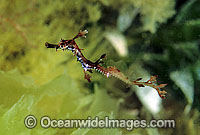 Weedy Seadragon (Phyllopteryx taeniolatus) - juvenile, only a few days old. Western Port Bay, Victoria, Australia