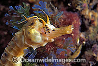 Southern Pot-belly Seahorse (Hippocampus bleekeri). Also known as Big-belly Seahorse. Found on a variety of soft-bottom habitats in southern Australia from Lakes Entrance to Great Australian Bight and around Tasmania.