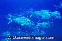 Schooling Snapper (Pagrus auratus). Solitary Islands, Coffs Harbour, New South Wales, Australia