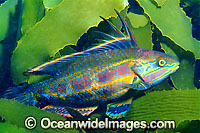 Rainbow Cale (Odax acroptilus) - male. Also known as Rainbow fish. Found on rocky kelp, coastal and offshore reefs throughout Southern Australia. Photo taken Port Phillip Bay, Victoria, Australia.