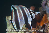 Tunicate Coralfish or Western Talma (Chelmonops curiosus). Found from Shark Bay, Western Australia, to Robe, South Australia. Photo taken at Edithburgh, York Peninsula, South Australia, Australia.