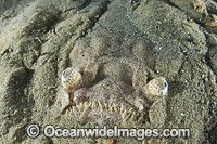 Eastern Star Gazer (Kathetostoma laeve), buried in sand. Restricted to the temperate waters of south-eastern Australia. Photo was taken in Port Phillip Bay, Victoria, Australia.