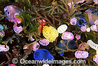 Cluster of colourful Sea Tunicates. Blue Tunicate (Rhopalaea sp.) 4cm, Strawberry Tunicate (Didemnum cf. moseleyi) 5mm. Also known as Ascidians and Sea Squirts. Bali, Indonesia