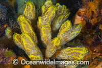 Sea Tunicate or Ascidian (Botrylloides anceps). Found on rocky coastal reefs of Australia, except far tropical northern Australia. Photo taken in Port Phillip Bay, Mornington Peninsula, Vic, Australia.
