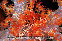Basket Star (Unidentified species) on Dendronephthya Soft Coral. Papua New Guinea