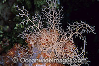 Basket Star (Astroboa nuda) - feeding at night with arms extended, using soft coral as a platform to feed from. Found throughout the Indo-West Pacific, including the Great Barrier Reef, Australia