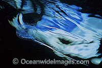 Jimble Box Jellyfish or Southern Sea Wasp (Carybdea rastoni). Southern Australia