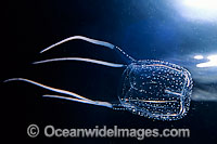 Jimble Box Jellyfish (Carybdea rastoni). Also known as Sea Wasp. Found throughout the Indo-West Pacific. Photo taken off Tasmania, Australia