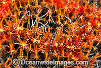 Brittle Star (Ophiothrix sp.) amongst Soft Coral polyps. Great Barrier Reef, Queensland, Australia