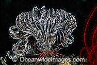 Feather Star (Oxymetra sp.?). Also known as Crinoid. Bali, Indonesia