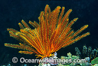 Feather Star (Possibly: Oxycomanthus bennetti). Also known as Crinoid. Great Barrier Reef, Queensland, Australia