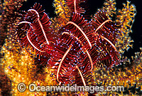 Crinoid Feather Star (Possibly: Comaster sp.) on soft coral. Also known as Crinoid. Bali, Indonesia