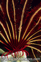 Crinoid Feather Star (Himerometra robustipinna) - detail of tubed feet and feeding arms. Also known as Crinoid. Found throughout the Indo-West Pacific, including the Great Barrier Reef, Australia
