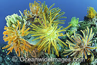Crinoid Feather Stars (Oxycomanthus bennetti), using a Barrel Sponge (Xestospongia testudinaria) as a feeding platform. A typical reef scene that can be found throughout the Indo Pacific, including the Great Barrier Reef.