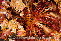 Crinoid Feather Star (Petasometra sp.). Found throughout the Indo Pacific, including the Great Barrier Reef, Australia.