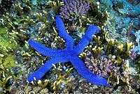 Blue Linckia Sea Star (Linckia laevigata) amongst fire Coral. Also known as Linckia Starfish. Great Barrier Reef, Queensland, Australia