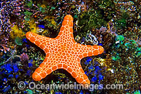 Biscuit Star (Tosia queenslandensis). Also known as Biscuit Starfish. Eastern Australia