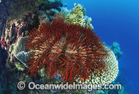 Crown-of-thorns Starfish (Acanthaster planci) feeding on Acropora Coral. This sea star has sharp venomous spines and wounds from the spines can be very painful. Great Barrier Reef, Queensland, Australia