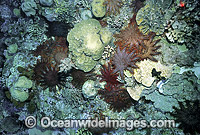 Crown-of-thorns Starfish (Acanthaster planci) feeding on Corals. This sea star has sharp venomous spines and wounds from the spines can be very painful. Great Barrier Reef, Queensland, Australia