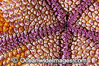 Pin Cushion Sea Star (Culcita novaguineae) - detail of underside showing mouth. Also known as Pin Cushion Starfish. Great Barrier Reef, Queensland, Australia