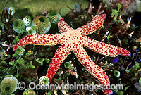 Linckia Sea Star (Linckia multifora). Also known as Linckia Starfish. Great Barrier Reef, Queensland, Australia