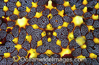 Sea Star (Pentaceraster sp: possibly regulus) - showing detail of upper centre. Found throughout Indo-Pacific, including Great Barrier Reef, Australia. Photo taken at Lembeh Strait, Sulawesi, Indonesia