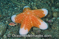 Sea Star (Choriaster granulatus). Found throughout the Indo-Pacific. Within the Coral Triangle.