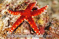 Sea Star (Fromia sp.). Found throughout the Indo Pacific. Photo taken off Anilao, Philippines. Within the Coral Triangle.