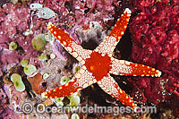 Orange Marble Sea Star (Fromia monilis). Also known as Orange Marble Starfish. Found throughout the Indo Pacific. Photo taken off Anilao, Philippines. Within the Coral Triangle.