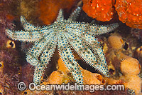 Eleven-arm Sea Star (Coscinasterias muricata). Also known as Eleven-arm Starfish. Found on reef rubble, sand and mud of southern and south eastern Australia, also New Zealand. Photo taken in Port Phillip Bay, Vic, Australia