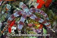 Sea Star (Gomophia sp.). Photo was taken at Milne Bay, Papua New Guinea. Within the Coral Triangle.