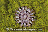 Crown-of-thorns Starfish (Acanthaster planci) - juvenile. This sea star has sharp venomous spines and wounds from the spines can be very painful. Great Barrier Reef, Queensland, Australia