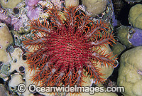 Crown-of-thorns Starfish (Acanthaster planci). This sea star has sharp venomous spines and wounds from the spines can be very painful. Great Barrier Reef, Queensland, Australia